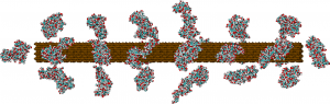 Atomic-detailed model of lignocellulose of softwoods. Based on experimental data on the structure of cellulose (brown) and lignin (cyan and red). 