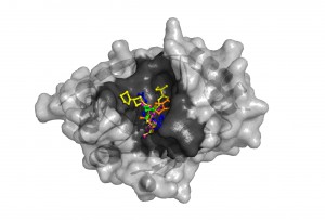 NDM-1 enzyme's structure