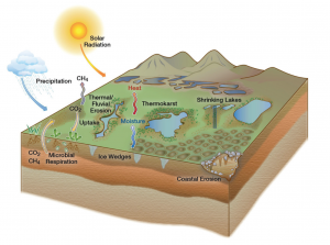 Thawing permafrost can release carbon dioxide and methane through microbial respiration. The thawing also produces polygon-shaped patterns of lakes. The complexity of these interactions – and many others – contributes to the challenge of simulating the overall climate change. (Illustration: Diana Swantek from the Earth Sciences Division at Lawrence Berkeley National Laboratory.)